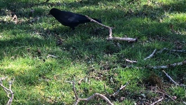 Черный Ворон в США смотреть онлайн