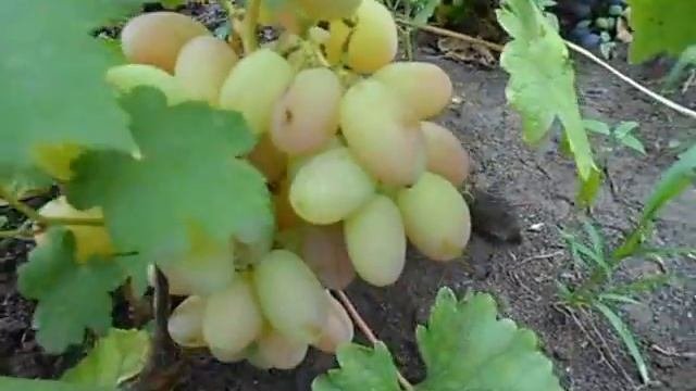 Сорт винограда Юлиан.
