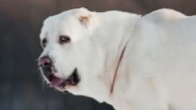 Топ 10 самых мелких и самых крупных пород собак смотреть онлайн