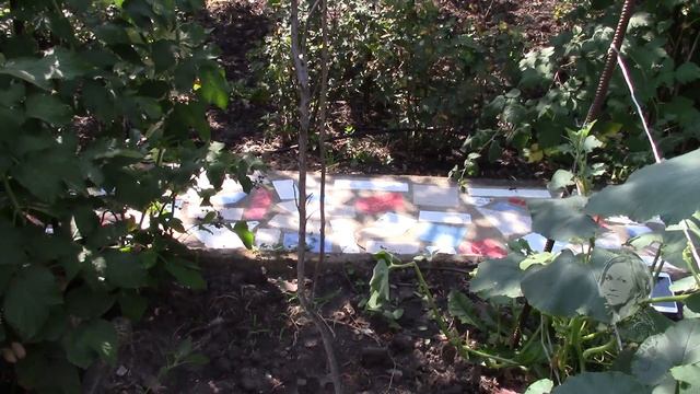 Персиковое деревце выросшее из косточки, дало первый урожай! смотреть онлайн