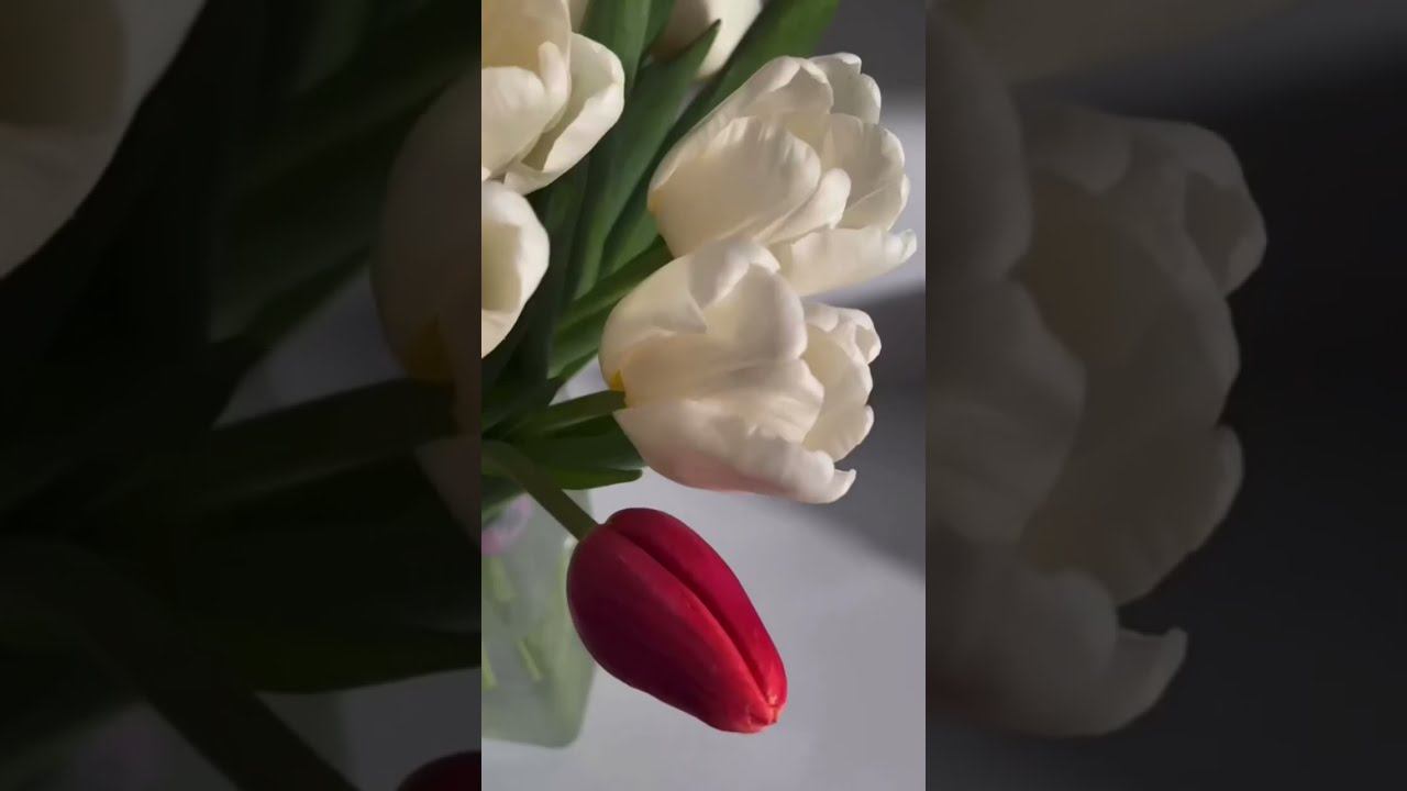 Гиды Магпута поздравляют вас с 8 марта! смотреть онлайн