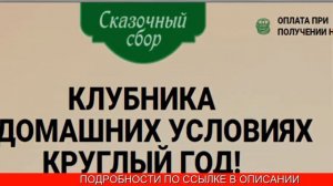 Чудо ягодница сказочный отзывы