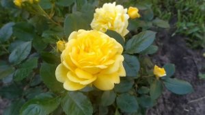 Роза спрей  сан сити (sun city rose)