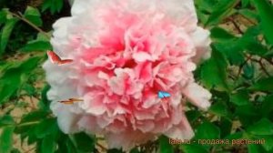 Пион древовидный Букет Розовых Гвоздик ? обзор: как сажать, саженцы пиона Букет Розовых Гвоздик