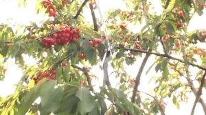 Как защитить черешню от птиц