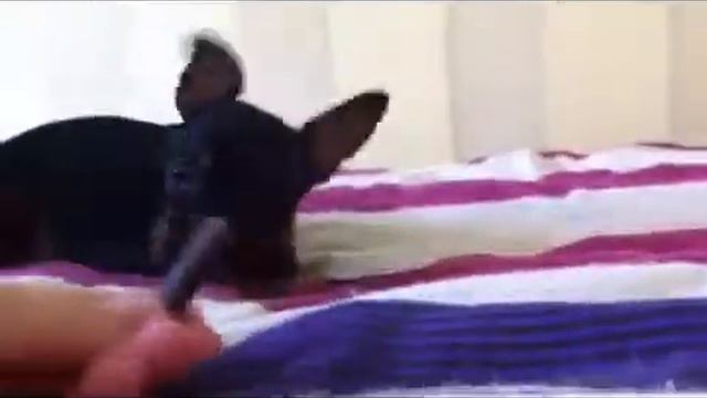 Той терьер. Из жизни собак смотреть онлайн