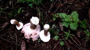 Ложные Дождевики  Желчный гриб - Ложные Белые грибы. Горькушки