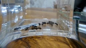 ? PROFORMICA MONGOLICA  |  МЕДОВЫЕ МУРАВЬИ - БОЧКИ