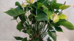 #ЦветыВместе Антуриум Ягуар Грин (Гигантский сорт) Anthurium Jaguar Green 21/80 (Ultra HD 4K 60FPS)