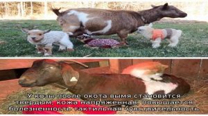 Болезни вымени у коз