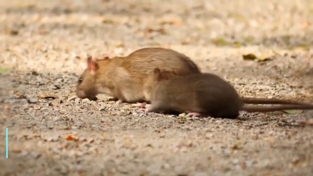 Топ 10 Самых УМНЫХ Животных В МИРЕ - Умнее ЧЕЛОВЕКА смотреть онлайн