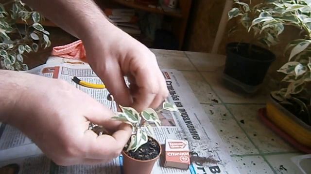 Бонсай миниатюрный, из фикуса Бенджамина своими руками! Видео №-9 смотреть онлайн