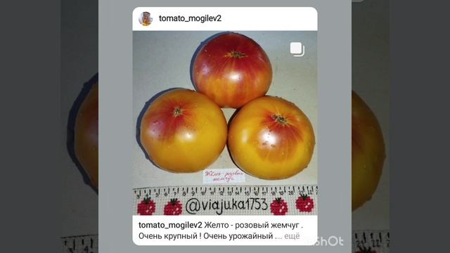 Обзор томатов Желто -розовый жемчуг и Супер Грей .