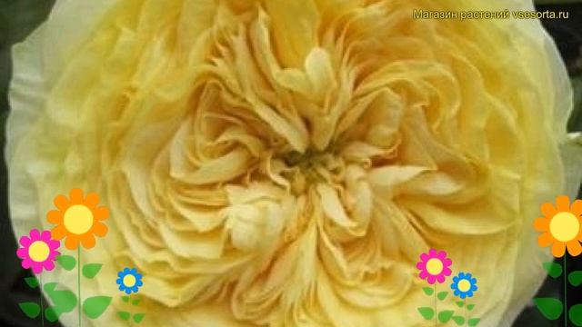 Роза флорибунда Лемон Помпон. Краткий обзор, описание характеристик rosa Lemon Pompon смотреть онлайн
