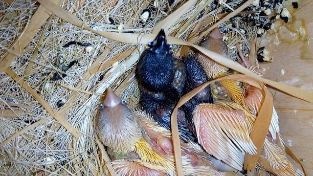 Как правильно сделать гнездо для амадин смотреть онлайн