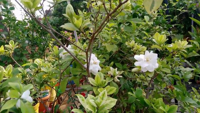 Gardenia Jasminoides flowers (Gandharaj phool ) #Gardenia #Jasminoides flowers#Gandharaj phool смотреть онлайн