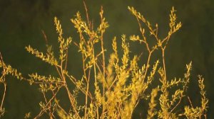 Вечерний город - Футаж 3