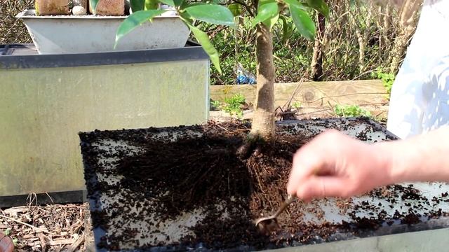 Ficus retusa from seed, May 2015 смотреть онлайн