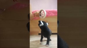 Как,чем и когда подклеить ушки щенку чихуахуа Симферополь
