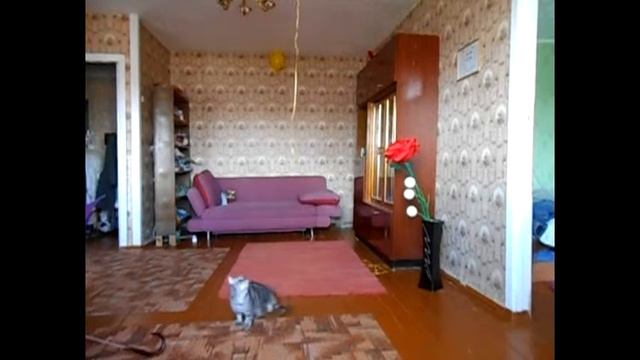 Кошка и шарик смотреть онлайн