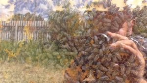 Прозрачный улей / расширение семьи / ПЧЕЛОВОДСТВО.