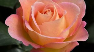 The Rose   Symbol of Love   061223