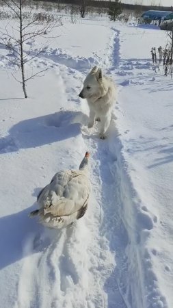 Гусь защитил от собаки