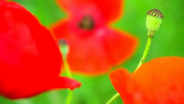 Самая Красивая Музыка для Души! Эту Музыку можно слушать Вечно! Самая красивая музыка Сергея Грищук смотреть онлайн