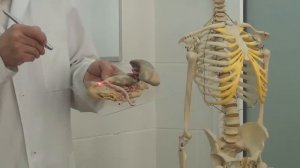 Органы брюшной полости.