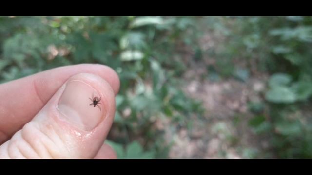 Путешественник в приморье // ЛЕС