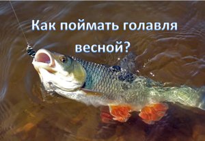 КАК ПОЙМАТЬ ГОЛАВЛЯ ВЕСНОЙ?