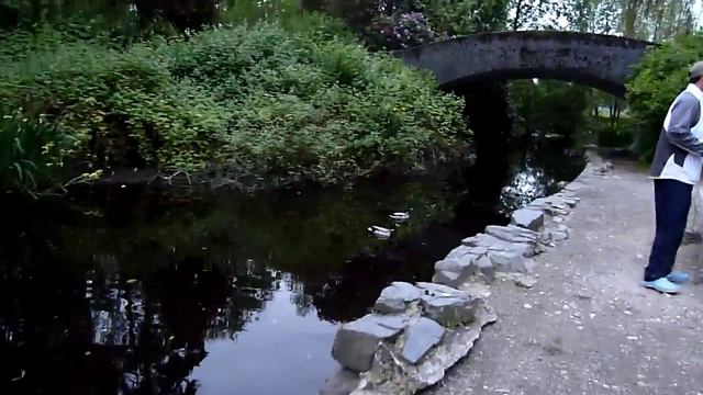 Еноты и утки в парке в центре Ванкувера. смотреть онлайн