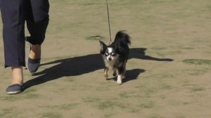 чихуахуа окрас черный, видео с выставки собак