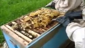 Установка магазина в улей