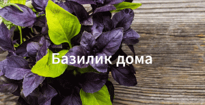 Как сажать базилик дома
