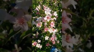 ...Вейгела цветущая "Сюзанна"/Weigela florida "Suzanne"/Времена Года