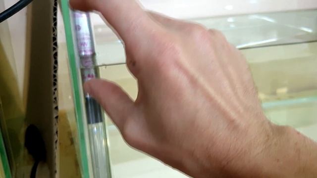 Пересадил неонов через бутылку в большой аквариум смотреть онлайн