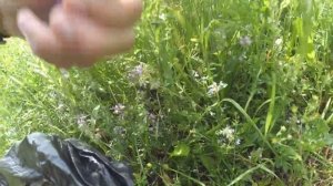 собираем Горный чабрец - ЛЕСНАЯ ЧАЙХАНА КАРПАТЫ