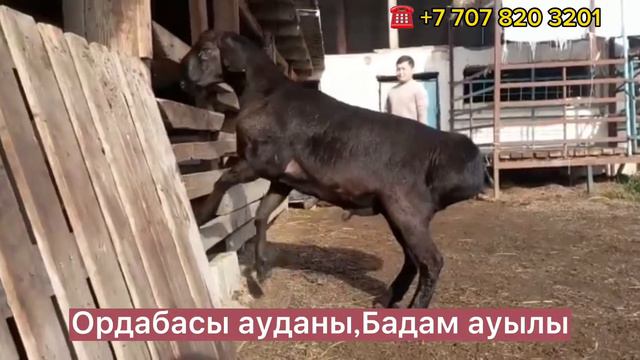 Гиссар тоқты қошқар по кличке Атаман!! Ордабасы ауданы,Бадам ауылы +7 707 820 3201