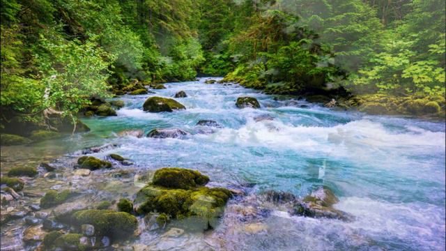 Эдельвейсы растут на камнях