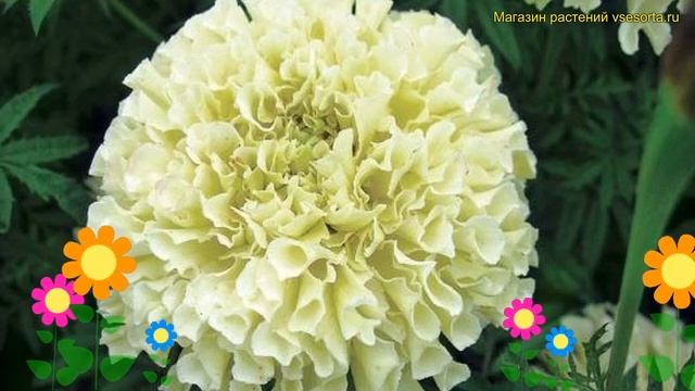 Бархатцы отклоненные Сноудрифт. Краткий обзор, описание характеристик tagetes patula nana Snoudrift смотреть онлайн