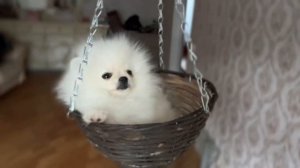 Белый шпиц мини - супер маленький и требовательный ко вниманию малыш ищет своих мамочку и папочку!)