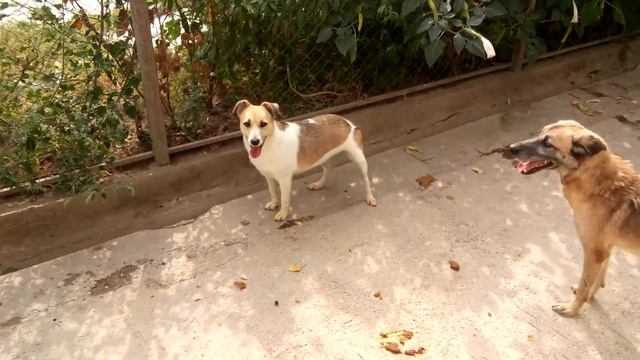 Мышка ищет любящих хозяев! смотреть онлайн