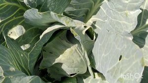 Обрывать ли нижние листья у капусты/ нижние листья капусты/ нужны ли капусте нижние листья