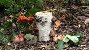 ОБЫКНОВЕННАЯ ПОЛЕВАЯ МЫШКА