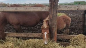 Жеребенок ворует молоко у чужой матери