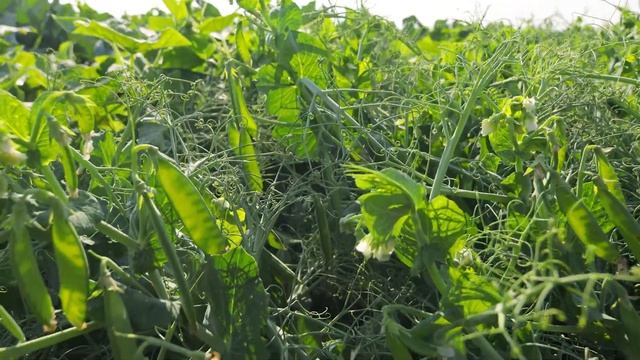 БИНГО | Овощная усадьба смотреть онлайн