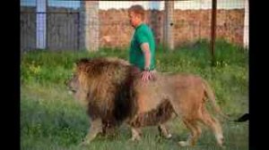 Настроение львов меняется ОЧЕНЬ БЫСТРО!