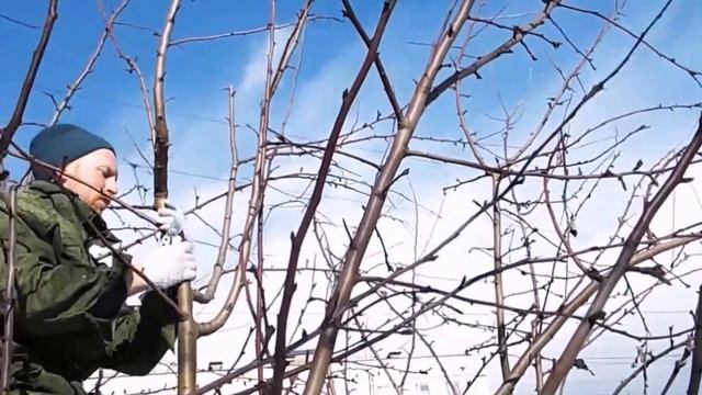 Александр Петров. Обрезка молодого сада, часть 2