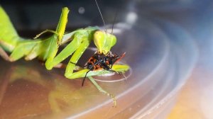 Богомол против клопа солдатика - Mantis VS Pyrrhoc